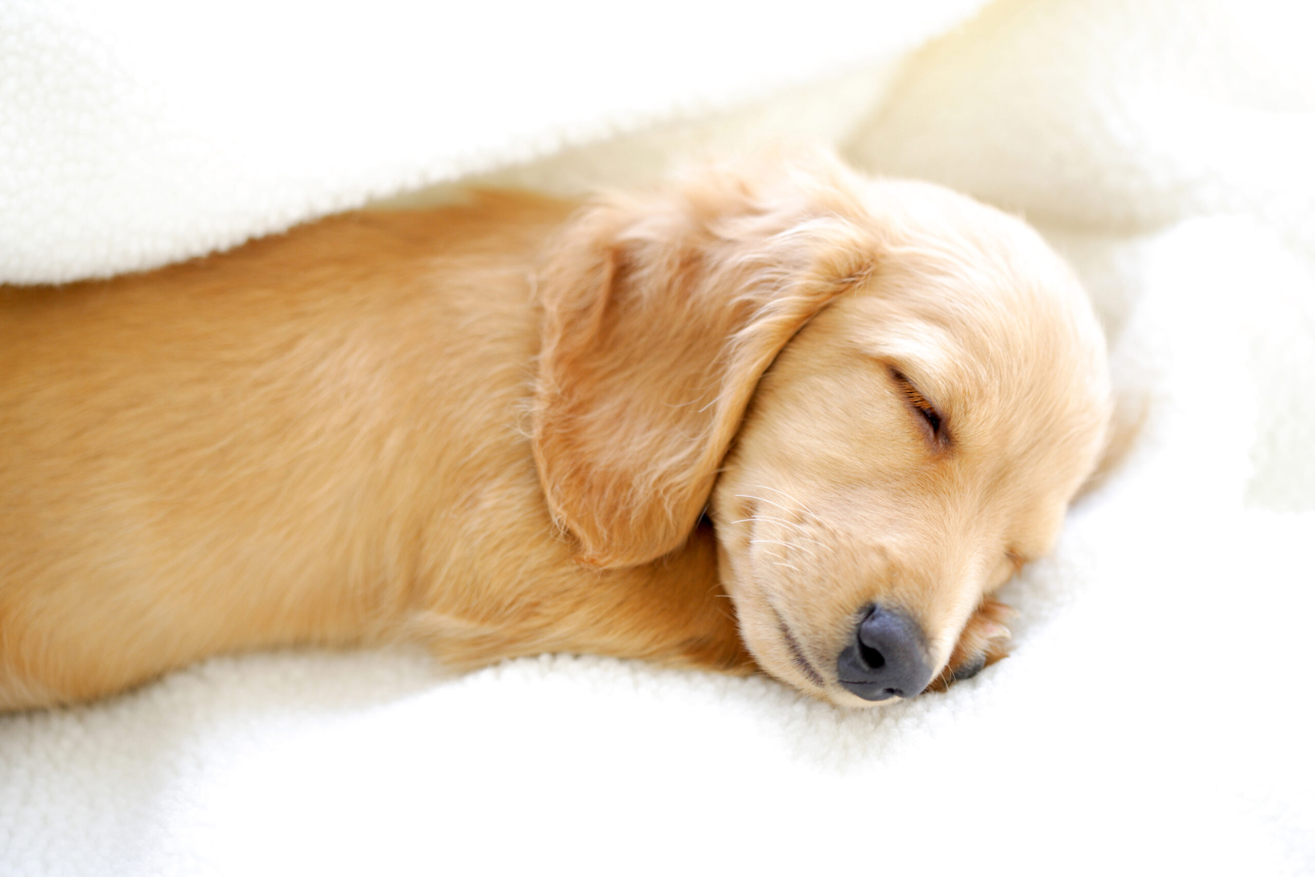 ワンちゃんのお腹のトラブル