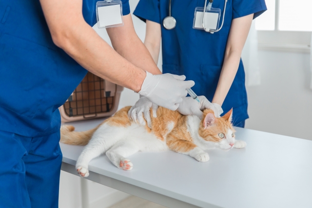 ネコの混合ワクチン